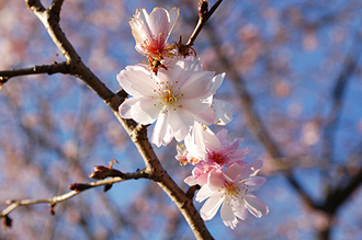 寒桜