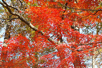 紅葉