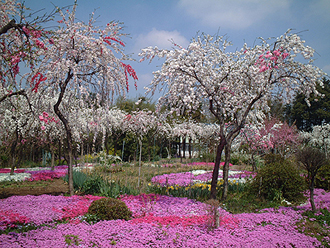 芝桜